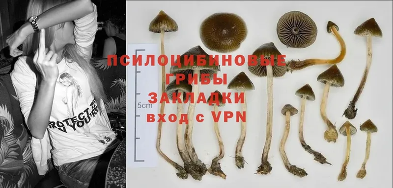 Псилоцибиновые грибы Magic Shrooms  купить наркоту  Приморско-Ахтарск 